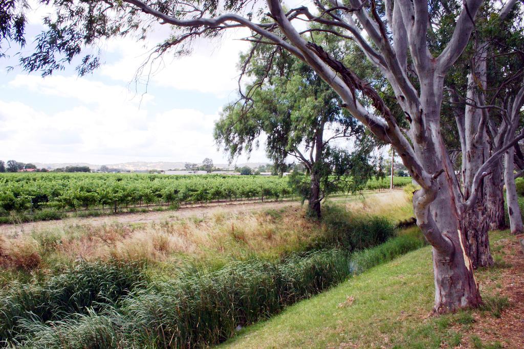 Vine Inn Barossa Нуриутпа Екстериор снимка