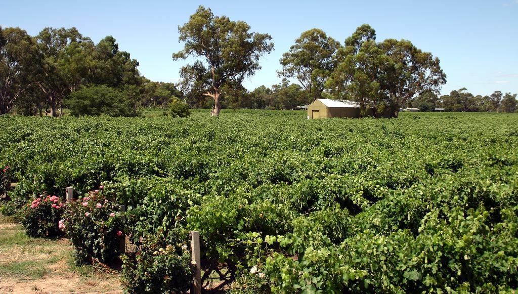 Vine Inn Barossa Нуриутпа Екстериор снимка